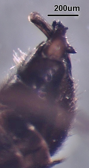 ( - BIOUG44036-F10)  @11 [ ] CreativeCommons - Attribution (2020) CBG Photography Group Centre for Biodiversity Genomics