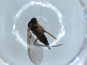  ( - BIOUG55445-B02)  @11 [ ] CreativeCommons - Attribution (2020) Centre for Biodiversity Genomics Centre for Biodiversity Genomics