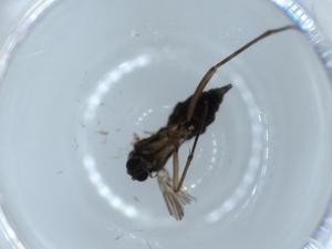  ( - BIOUG55445-H06)  @11 [ ] CreativeCommons - Attribution (2020) Centre for Biodiversity Genomics Centre for Biodiversity Genomics