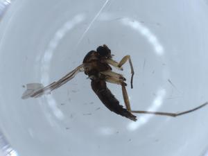  ( - BIOUG55449-A03)  @11 [ ] CreativeCommons - Attribution (2020) Centre for Biodiversity Genomics Centre for Biodiversity Genomics