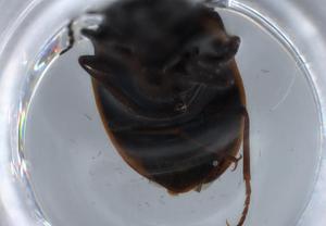  ( - BIOUG66117-A05)  @11 [ ] CreativeCommons - Attribution (2021) Centre for Biodiversity Genomics Centre for Biodiversity Genomics