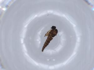  ( - BIOUG64746-D10)  @11 [ ] CreativeCommons - Attribution (2021) Centre for Biodiversity Genomics Centre for Biodiversity Genomics