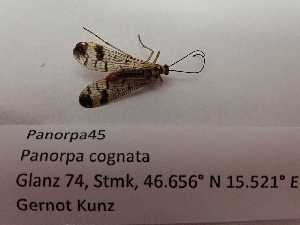  ( - Panorpa45)  @11 [ ] cc-by (2022) Zangl L. University of Graz Institute of Biology