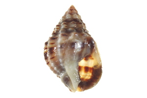  ( - AINV-140)  @11 [ ] CreativeCommons - Attribution (2012) CBG Photography Group Centre for Biodiversity Genomics