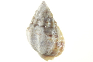  ( - AINV-141)  @11 [ ] CreativeCommons - Attribution (2012) CBG Photography Group Centre for Biodiversity Genomics