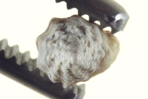  ( - AINV-141)  @11 [ ] CreativeCommons - Attribution (2012) CBG Photography Group Centre for Biodiversity Genomics