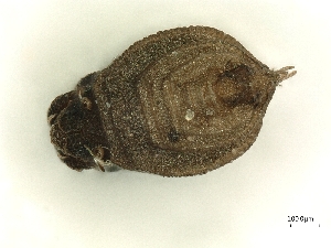  ( - A_Mite398)  @11 [ ] CreativeCommons  Attribution (by) (2025) Sylvia Schaeffer University of Graz, Institute of Biology