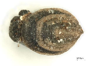  ( - A_Mite399)  @11 [ ] CreativeCommons  Attribution (by) (2025) Sylvia Schaeffer University of Graz, Institute of Biology