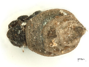  ( - A_Mite400)  @11 [ ] CreativeCommons  Attribution (by) (2025) Sylvia Schaeffer University of Graz, Institute of Biology