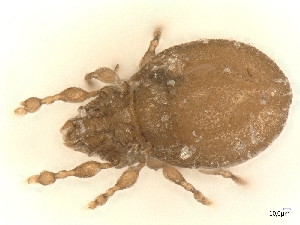  (Caleremaeidae - A_Mite60)  @11 [ ] CreativeCommons  Attribution (by) (2025) Sylvia Schaeffer University of Graz, Institute of Biology