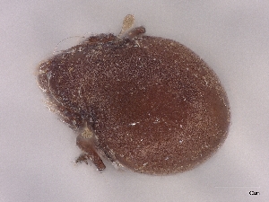  (Zetorchestidae - A_Mite1016)  @11 [ ] CreativeCommons  Attribution (by) (2025) Sylvia Schaeffer University of Graz, Institute of Biology