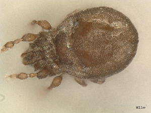  (Caleremaeidae - A_Mite1040)  @11 [ ] CreativeCommons  Attribution (by) (2025) Sylvia Schaeffer University of Graz, Institute of Biology