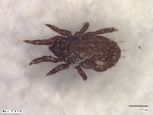  ( - A_Mite1067)  @11 [ ] CreativeCommons  Attribution (by) (2025) Sylvia Schaeffer University of Graz, Institute of Biology