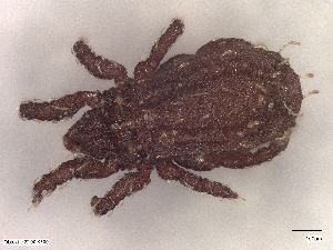  ( - A_Mite1068)  @11 [ ] CreativeCommons  Attribution (by) (2025) Sylvia Schaeffer University of Graz, Institute of Biology