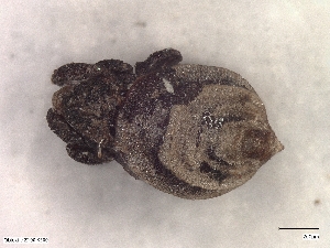  ( - A_Mite1099)  @11 [ ] CreativeCommons  Attribution (by) (2025) Sylvia Schaeffer University of Graz, Institute of Biology