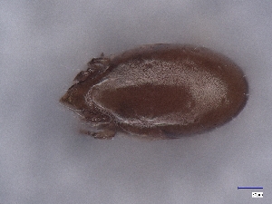  ( - A_Mite1112)  @11 [ ] CreativeCommons  Attribution (by) (2025) Sylvia Schaeffer University of Graz, Institute of Biology