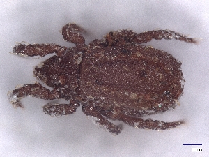  ( - A_Mite1119)  @11 [ ] CreativeCommons  Attribution (by) (2025) Sylvia Schaeffer University of Graz, Institute of Biology