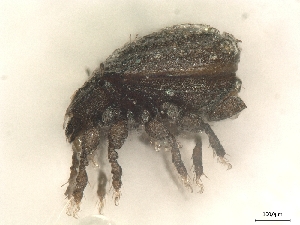  ( - A_Mite1171)  @11 [ ] CreativeCommons  Attribution (by) (2025) Sylvia Schaeffer University of Graz, Institute of Biology