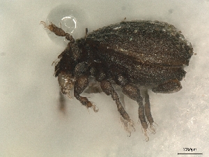  ( - A_Mite1175)  @11 [ ] CreativeCommons  Attribution (by) (2025) Sylvia Schaeffer University of Graz, Institute of Biology