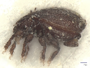  ( - A_Mite1211)  @11 [ ] CreativeCommons  Attribution (by) (2025) Sylvia Schaeffer University of Graz, Institute of Biology