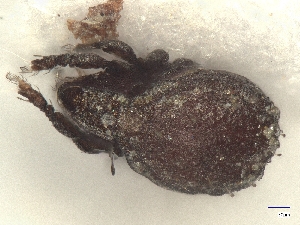  ( - A_Mite1212)  @11 [ ] CreativeCommons  Attribution (by) (2025) Sylvia Schaeffer University of Graz, Institute of Biology