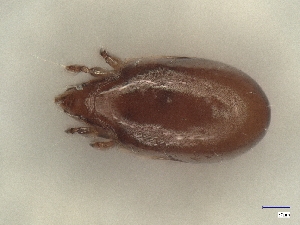  ( - A_Mite1258)  @11 [ ] CreativeCommons  Attribution (by) (2025) Sylvia Schaeffer University of Graz, Institute of Biology