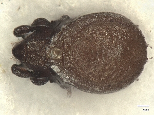  ( - A_Mite1283)  @11 [ ] CreativeCommons  Attribution (by) (2025) Sylvia Schaeffer University of Graz, Institute of Biology