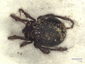  ( - A_Mite1304)  @11 [ ] CreativeCommons  Attribution (by) (2025) Sylvia Schaeffer University of Graz, Institute of Biology