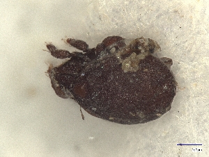  ( - A_Mite1315)  @11 [ ] CreativeCommons  Attribution (by) (2025) Sylvia Schaeffer University of Graz, Institute of Biology