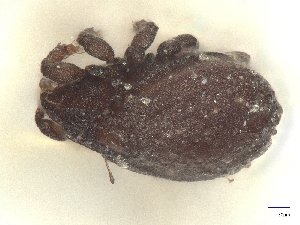  ( - A_Mite1316)  @11 [ ] CreativeCommons  Attribution (by) (2025) Sylvia Schaeffer University of Graz, Institute of Biology