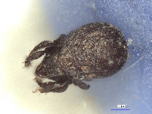  ( - A_Mite1398)  @11 [ ] CreativeCommons  Attribution (by) (2025) Sylvia Schaeffer University of Graz, Institute of Biology