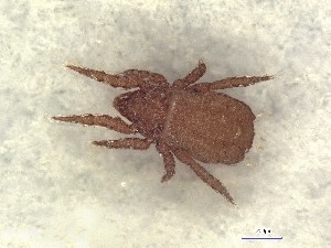  ( - A_Mite1410)  @11 [ ] CreativeCommons  Attribution (by) (2025) Sylvia Schaeffer University of Graz, Institute of Biology