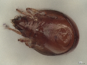  ( - A_Mite1519)  @11 [ ] CreativeCommons  Attribution (by) (2025) Sylvia Schaeffer University of Graz, Institute of Biology