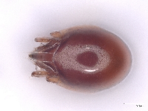  ( - A_Mite1560)  @11 [ ] CreativeCommons  Attribution (by) (2025) Sylvia Schaeffer University of Graz, Institute of Biology