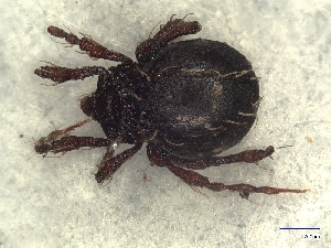  ( - A_Mite1675)  @11 [ ] CreativeCommons  Attribution (by) (2025) Sylvia Schaeffer University of Graz, Institute of Biology