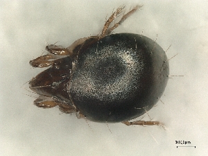  ( - A_Mite672)  @11 [ ] CreativeCommons  Attribution (by) (2025) Sylvia Schaeffer University of Graz, Institute of Biology