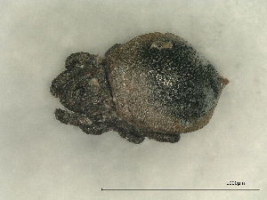  ( - A_Mite722)  @11 [ ] CreativeCommons  Attribution (by) (2025) Sylvia Schaeffer University of Graz, Institute of Biology