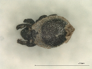  ( - A_Mite725)  @11 [ ] CreativeCommons  Attribution (by) (2025) Sylvia Schaeffer University of Graz, Institute of Biology