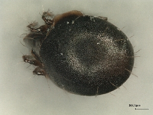  ( - A_Mite730)  @11 [ ] CreativeCommons  Attribution (by) (2025) Sylvia Schaeffer University of Graz, Institute of Biology