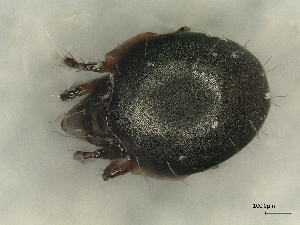  ( - A_Mite733)  @11 [ ] CreativeCommons  Attribution (by) (2025) Sylvia Schaeffer University of Graz, Institute of Biology