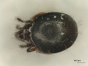  ( - A_Mite738)  @11 [ ] CreativeCommons  Attribution (by) (2025) Sylvia Schaeffer University of Graz, Institute of Biology