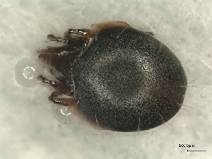  ( - A_Mite748)  @11 [ ] CreativeCommons  Attribution (by) (2025) Sylvia Schaeffer University of Graz, Institute of Biology