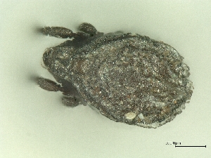  ( - A_Mite763)  @11 [ ] CreativeCommons  Attribution (by) (2025) Sylvia Schaeffer University of Graz, Institute of Biology