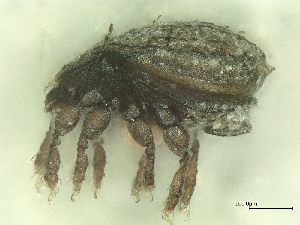  ( - A_Mite768)  @11 [ ] CreativeCommons  Attribution (by) (2025) Sylvia Schaeffer University of Graz, Institute of Biology