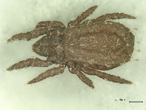  ( - A_Mite772)  @11 [ ] CreativeCommons  Attribution (by) (2025) Sylvia Schaeffer University of Graz, Institute of Biology