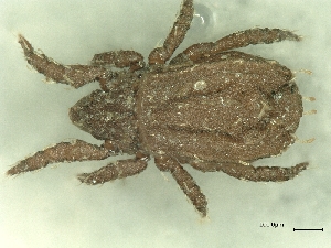  ( - A_Mite774)  @11 [ ] CreativeCommons  Attribution (by) (2025) Sylvia Schaeffer University of Graz, Institute of Biology