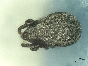  ( - A_Mite851)  @11 [ ] CreativeCommons  Attribution (by) (2025) Sylvia Schaeffer University of Graz, Institute of Biology