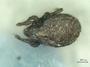  ( - A_Mite852)  @11 [ ] CreativeCommons  Attribution (by) (2025) Sylvia Schaeffer University of Graz, Institute of Biology