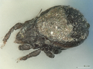  ( - A_Mite906)  @11 [ ] CreativeCommons  Attribution (by) (2025) Sylvia Schaeffer University of Graz, Institute of Biology