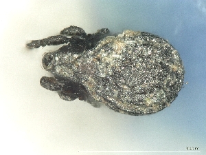  ( - A_Mite908)  @11 [ ] CreativeCommons  Attribution (by) (2025) Sylvia Schaeffer University of Graz, Institute of Biology